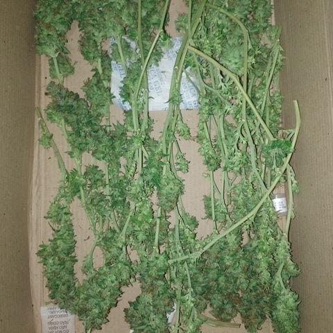 Cidreira  growlog timeline photo