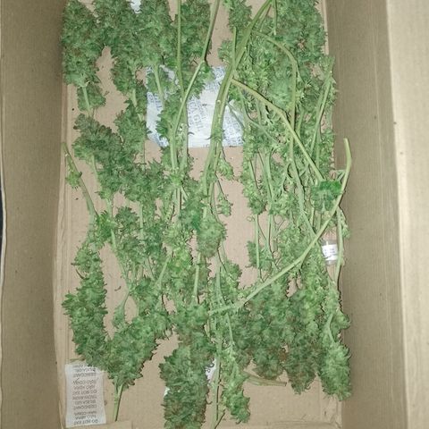Cidreira  growlog timeline photo