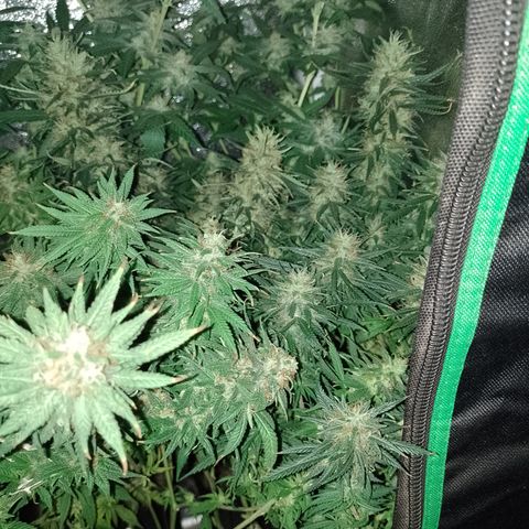 6 growlog timeline photo
