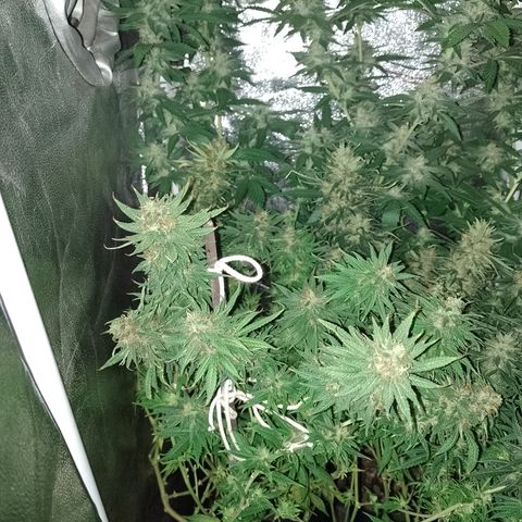 Cidreira  growlog timeline photo