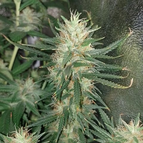 6 growlog timeline photo