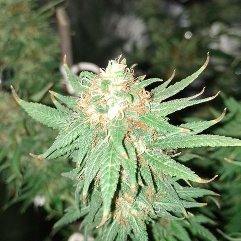 Cidreira  growlog timeline photo