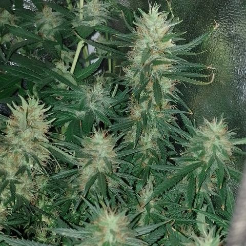 6 growlog timeline photo