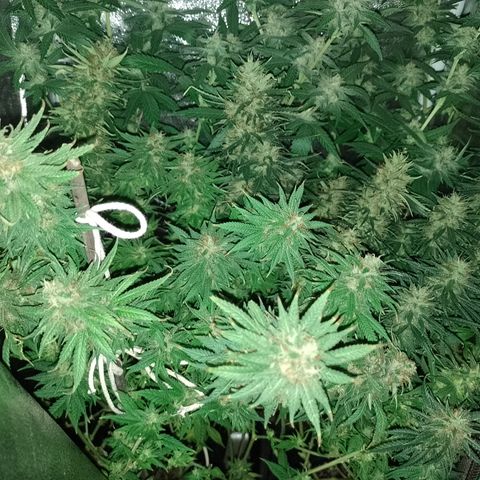 Cidreira  growlog timeline photo