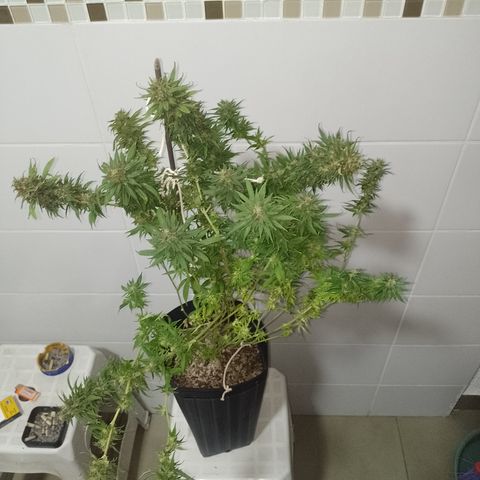 Cidreira  growlog timeline photo