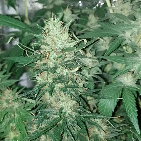6 growlog timeline photo