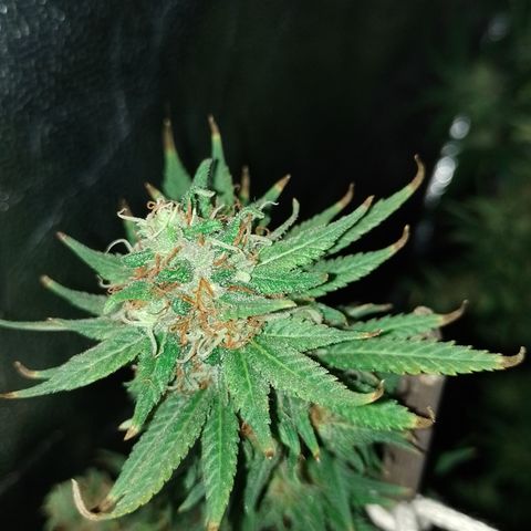 Cidreira  growlog timeline photo
