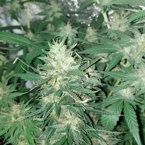 6 growlog timeline photo