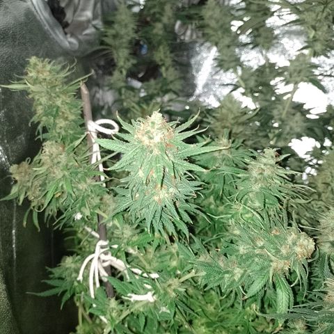 Cidreira  growlog timeline photo