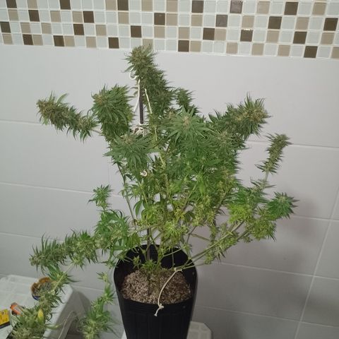 Cidreira  growlog timeline photo