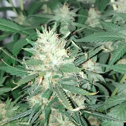 6 growlog timeline photo