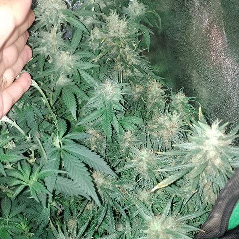6 growlog timeline photo