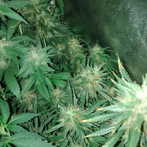 6 growlog timeline photo