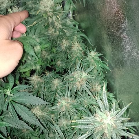 6 growlog timeline photo