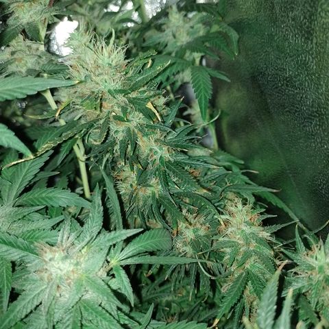 6 growlog timeline photo