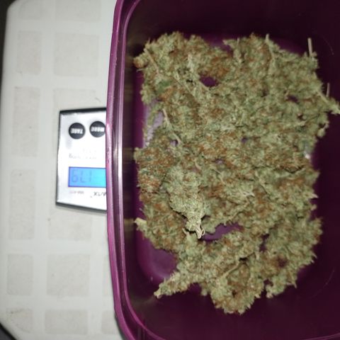 Cidreira  growlog timeline photo