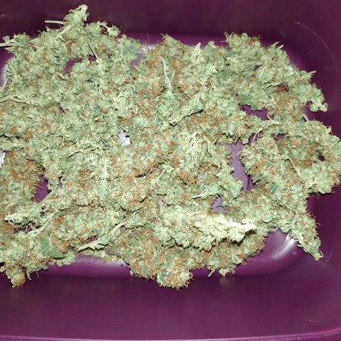 Cidreira  growlog timeline photo