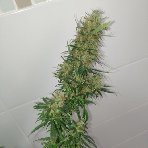 6 growlog timeline photo