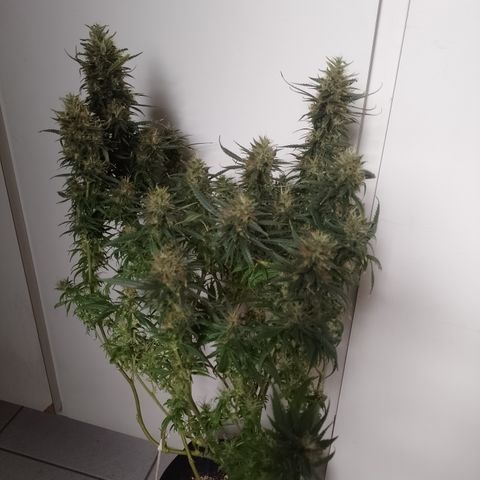6 growlog timeline photo