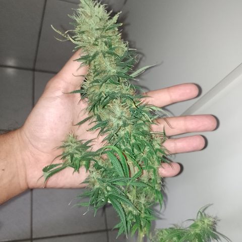 6 growlog timeline photo
