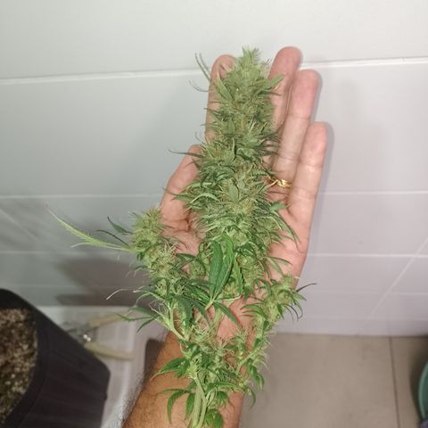 6 growlog timeline photo
