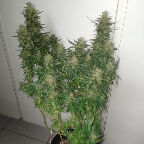 6 growlog timeline photo