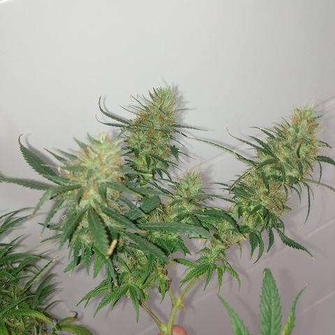 6 growlog timeline photo