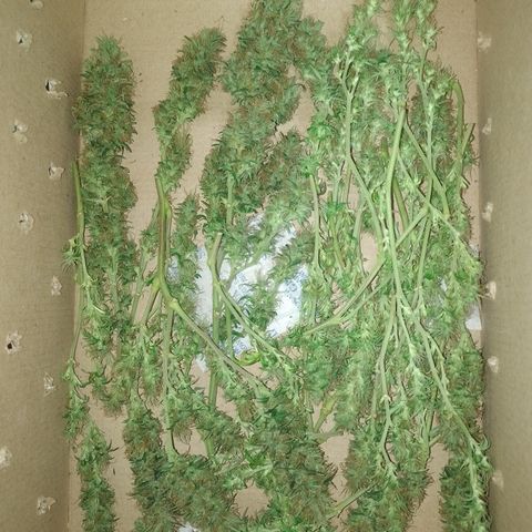 6 growlog timeline photo