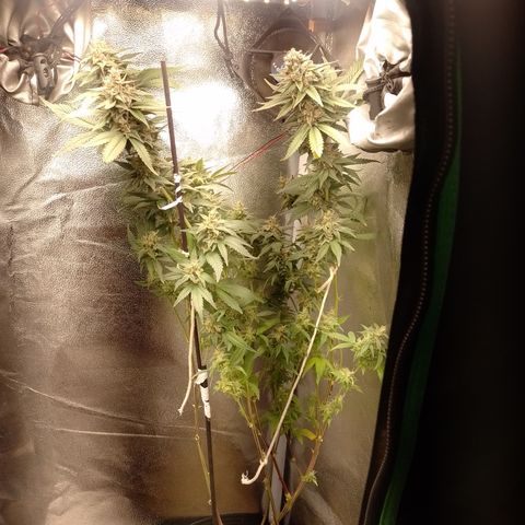 Banana Purple #8 growlog timeline photo