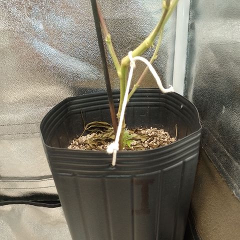 Banana Purple #8 growlog timeline photo