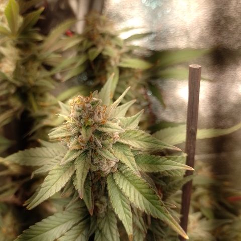 Banana Purple #8 growlog timeline photo
