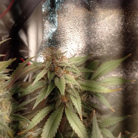 Banana Purple #8 growlog timeline photo