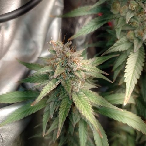 Banana Purple #10 growlog timeline photo