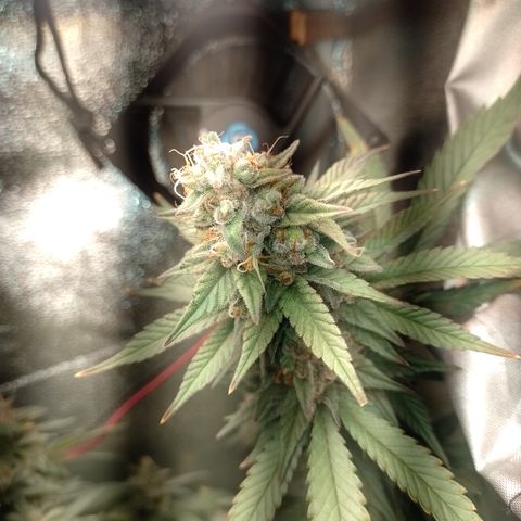 Banana Purple #8 growlog timeline photo