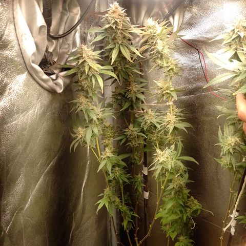 Banana Purple #10 growlog timeline photo
