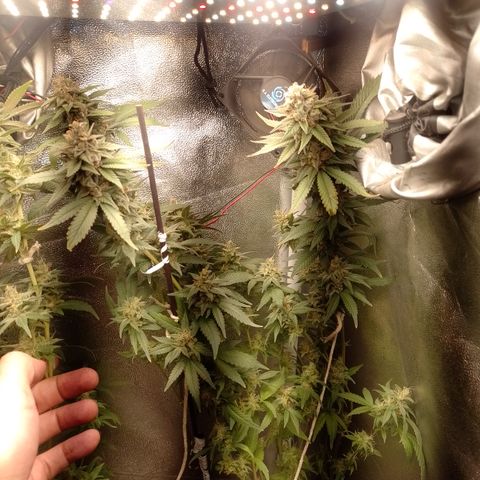 Banana Purple #8 growlog timeline photo