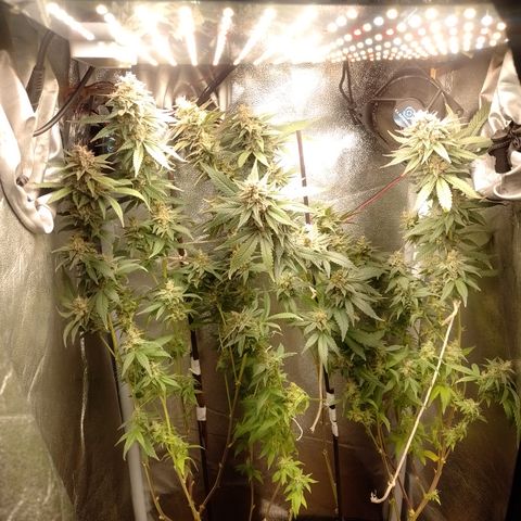 Banana Purple #10 growlog timeline photo