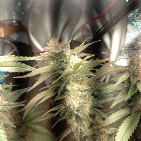 Banana Purple #10 growlog timeline photo