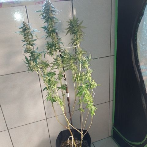 Banana Purple #10 growlog timeline photo