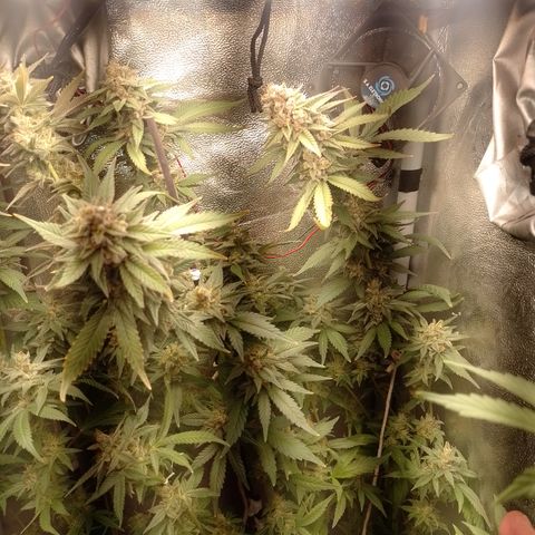 Banana Purple #8 growlog timeline photo