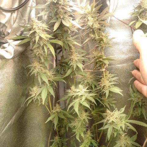 Banana Purple #10 growlog timeline photo