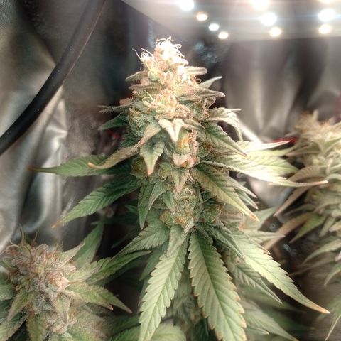 Banana Purple #10 growlog timeline photo