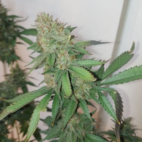 Banana Purple #8 growlog timeline photo
