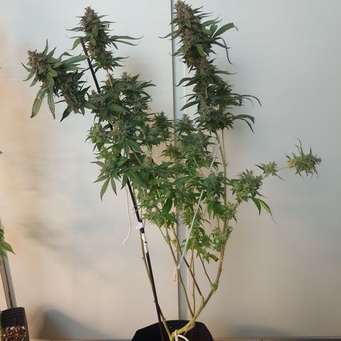 Banana Purple #8 growlog timeline photo