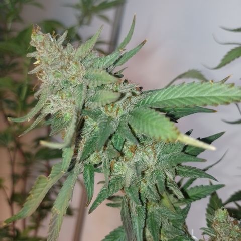 Banana Purple #8 growlog timeline photo