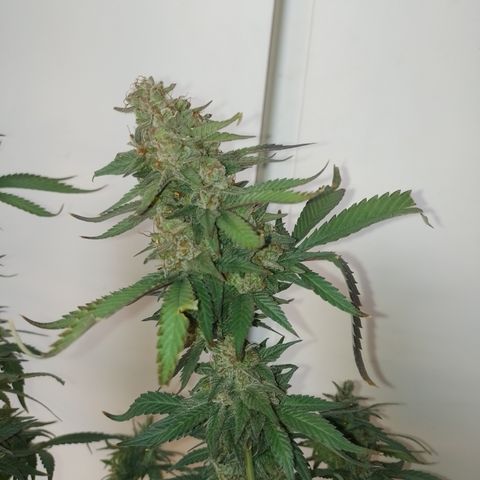 Banana Purple #8 growlog timeline photo