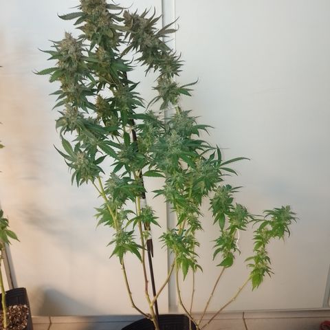 Banana Purple #10 growlog timeline photo
