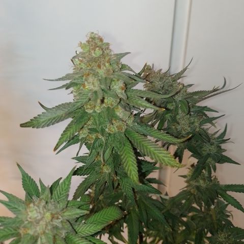 Banana Purple #10 growlog timeline photo