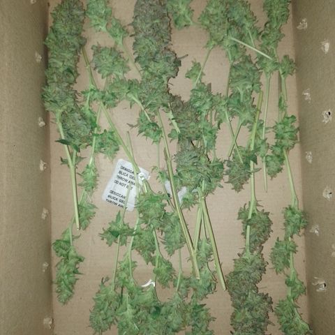 Banana Purple #10 growlog timeline photo