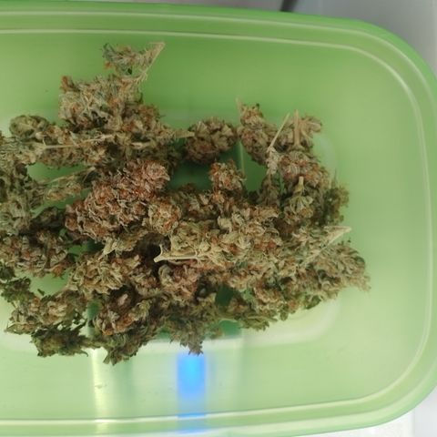 Banana Purple #10 growlog timeline photo